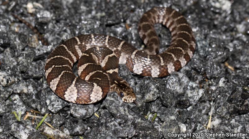 Northern Watersnake (Nerodia sipedon sipedon)