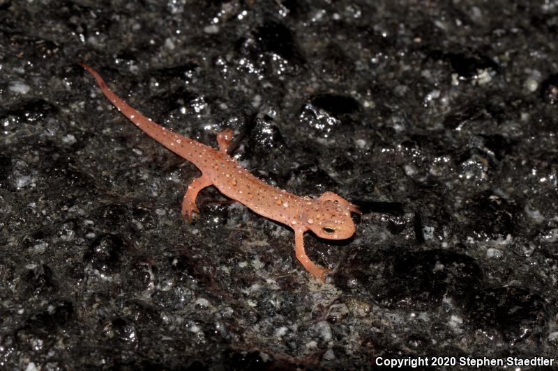 Red-Spotted Newt (Notophthalmus viridescens viridescens)