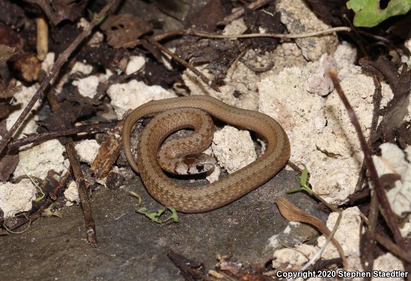 Northern Brownsnake (Storeria dekayi dekayi)