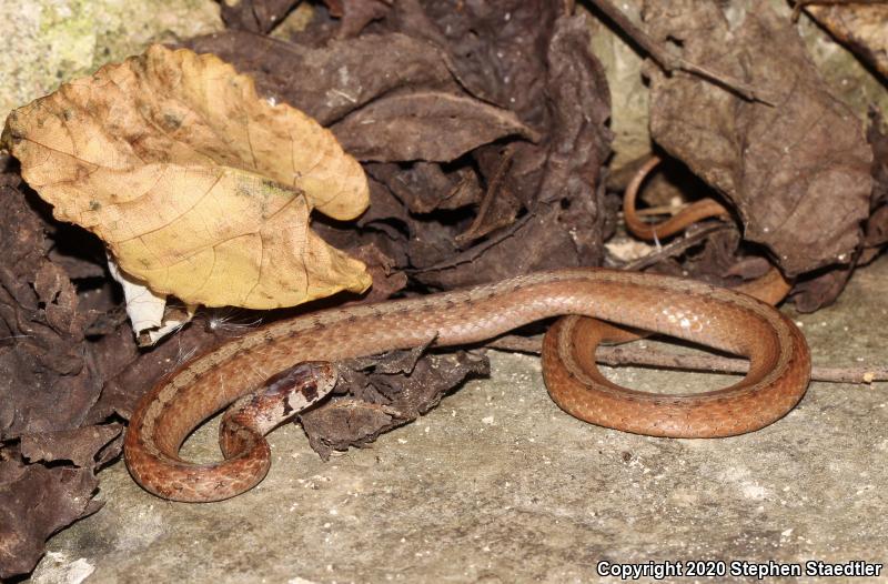 Northern Brownsnake (Storeria dekayi dekayi)