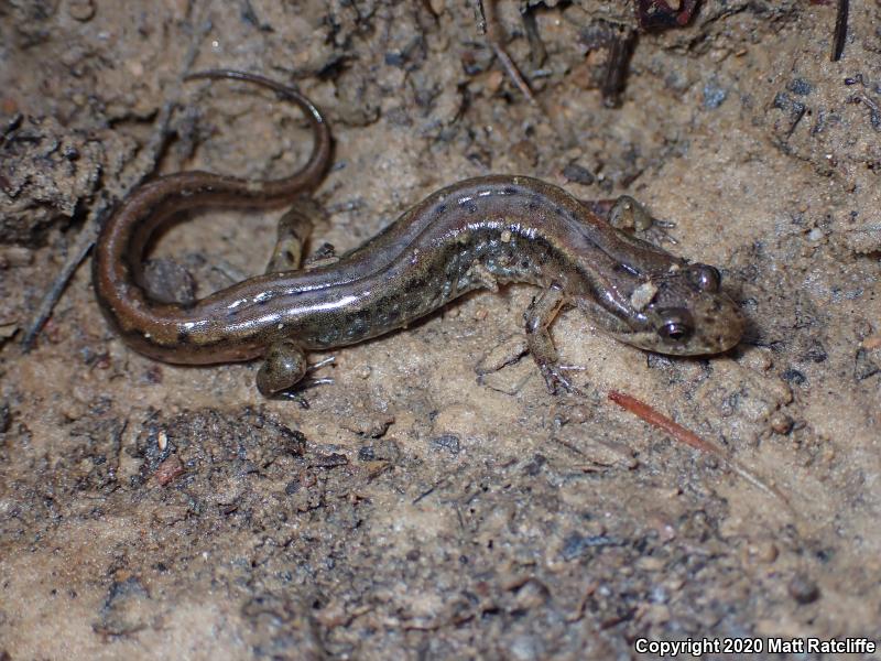 Northern Dusky Salamander (Desmognathus fuscus)