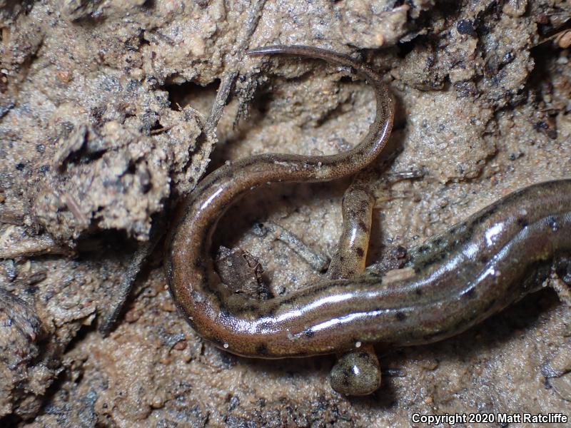 Northern Dusky Salamander (Desmognathus fuscus)