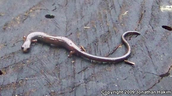 Black-bellied Slender Salamander (Batrachoseps nigriventris)