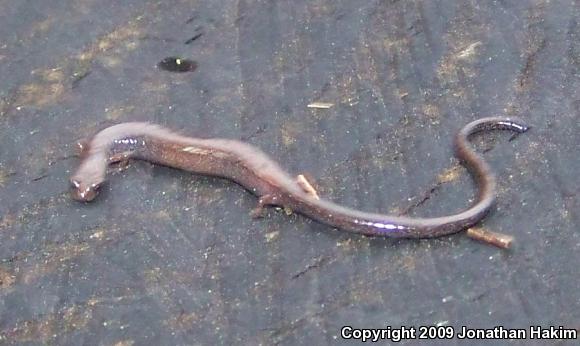 Black-bellied Slender Salamander (Batrachoseps nigriventris)