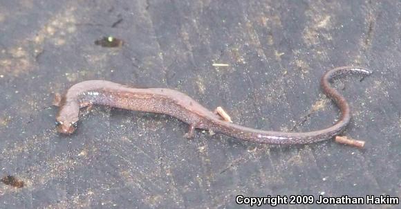 Black-bellied Slender Salamander (Batrachoseps nigriventris)