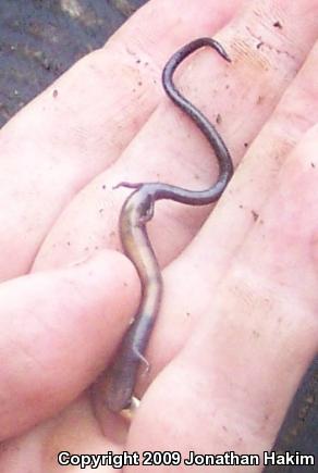 Black-bellied Slender Salamander (Batrachoseps nigriventris)