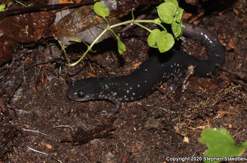 Southern Appalachian Salamander (Plethodon teyahalee)