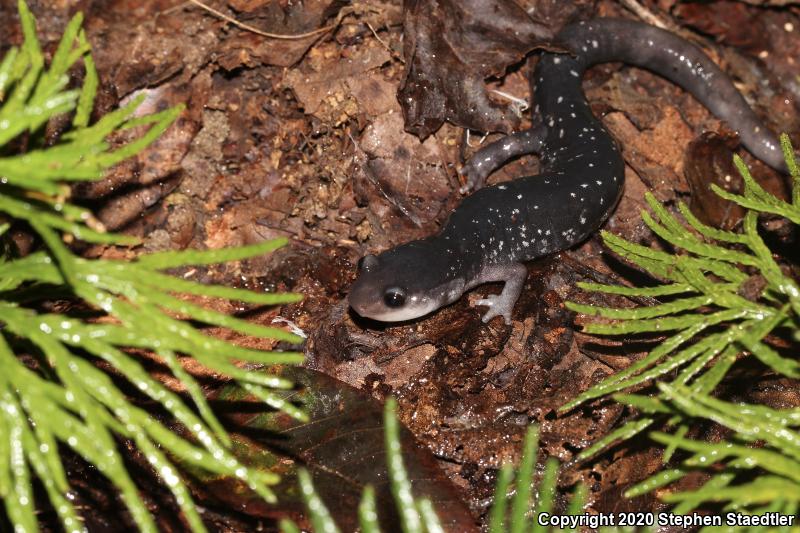 Southern Appalachian Salamander (Plethodon teyahalee)