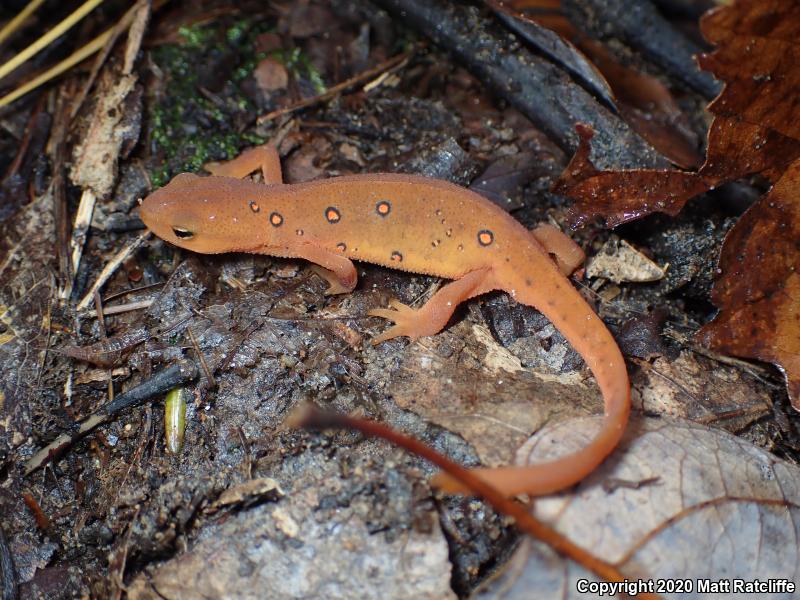 Red-Spotted Newt (Notophthalmus viridescens viridescens)