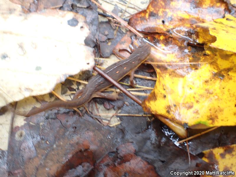 Red-Spotted Newt (Notophthalmus viridescens viridescens)