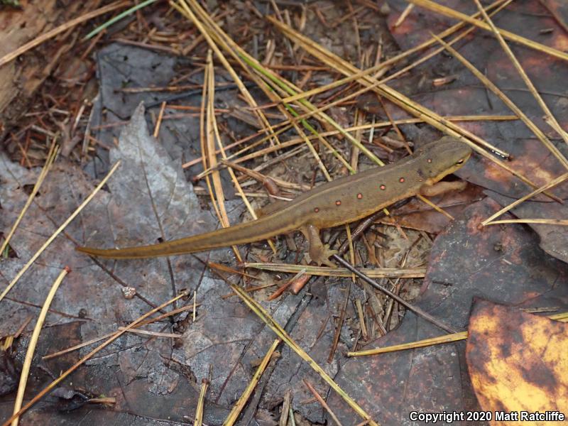 Red-Spotted Newt (Notophthalmus viridescens viridescens)