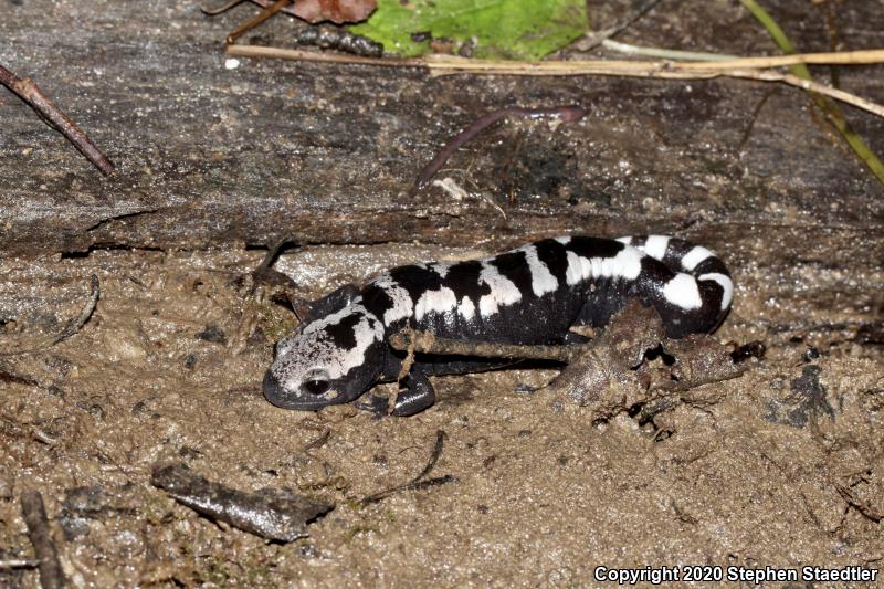 Marbled Salamander (Ambystoma opacum)