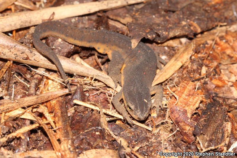 Red-Spotted Newt (Notophthalmus viridescens viridescens)