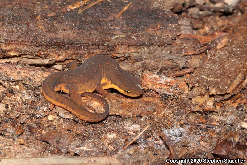 Red-Spotted Newt (Notophthalmus viridescens viridescens)