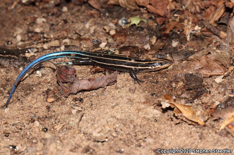 Five-lined Skink (Plestiodon fasciatus)