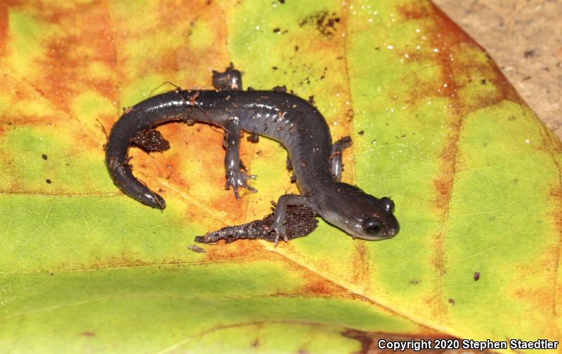 Northern Gray-cheeked Salamander (Plethodon montanus)