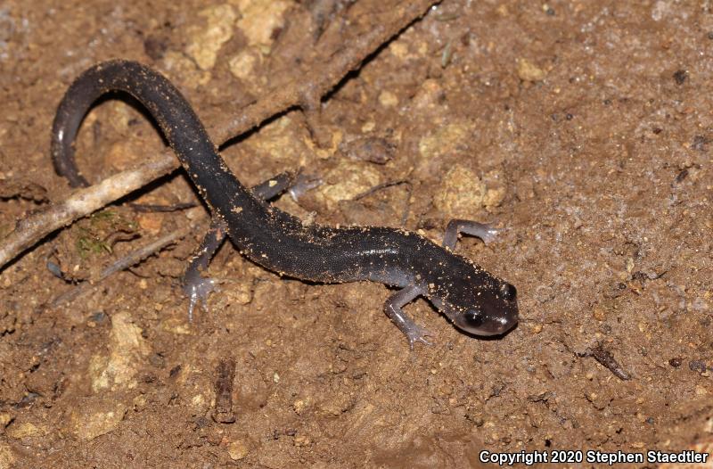 Northern Gray-cheeked Salamander (Plethodon montanus)