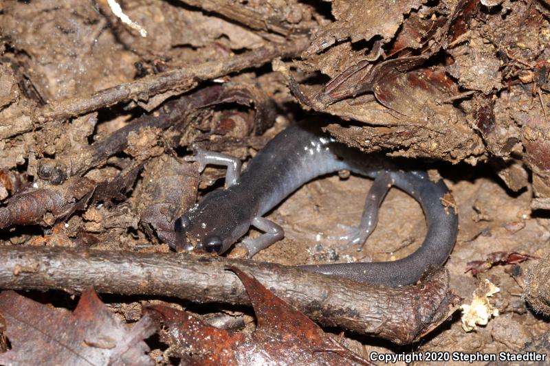 Northern Gray-cheeked Salamander (Plethodon montanus)