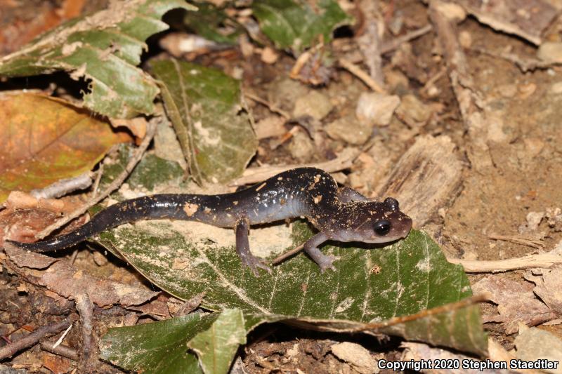 Northern Gray-cheeked Salamander (Plethodon montanus)