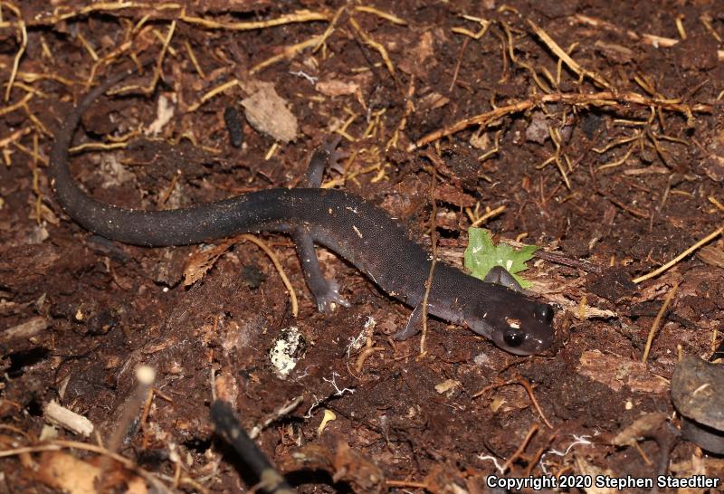 Northern Gray-cheeked Salamander (Plethodon montanus)