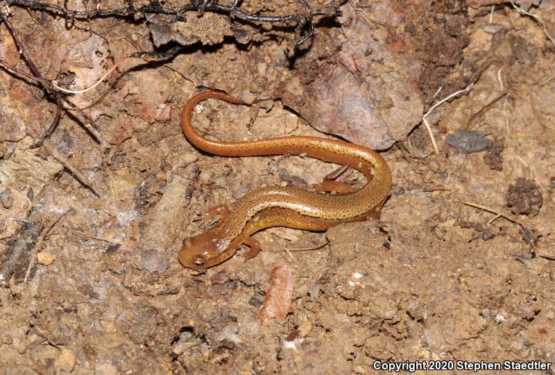 Blue Ridge Two-lined Salamander (Eurycea wilderae)