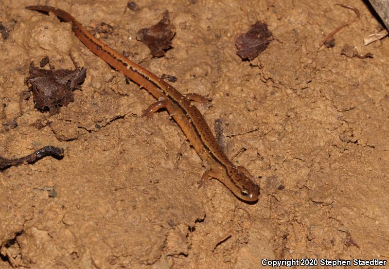 Blue Ridge Two-lined Salamander (Eurycea wilderae)