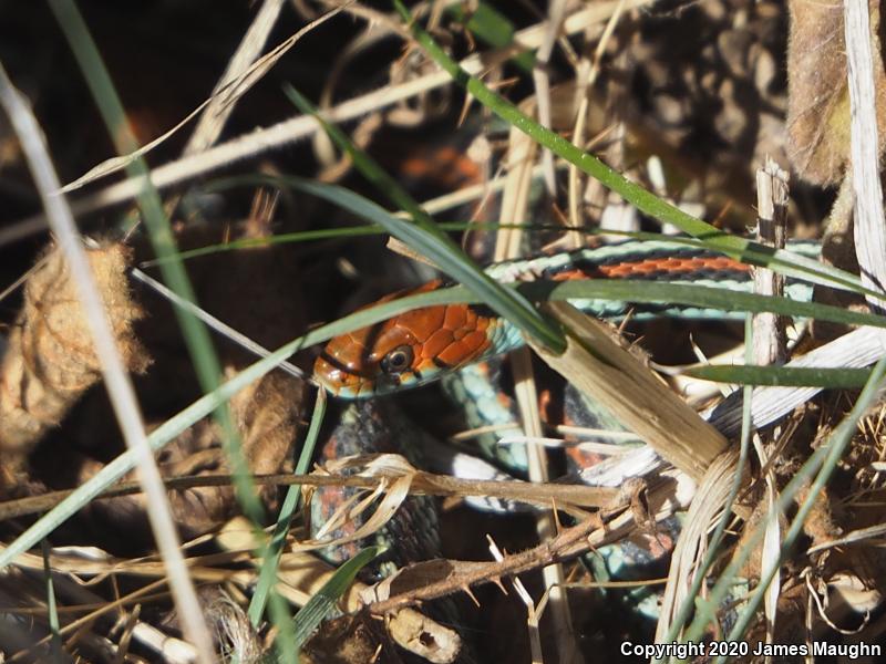 San Francisco Gartersnake (Thamnophis sirtalis tetrataenia)