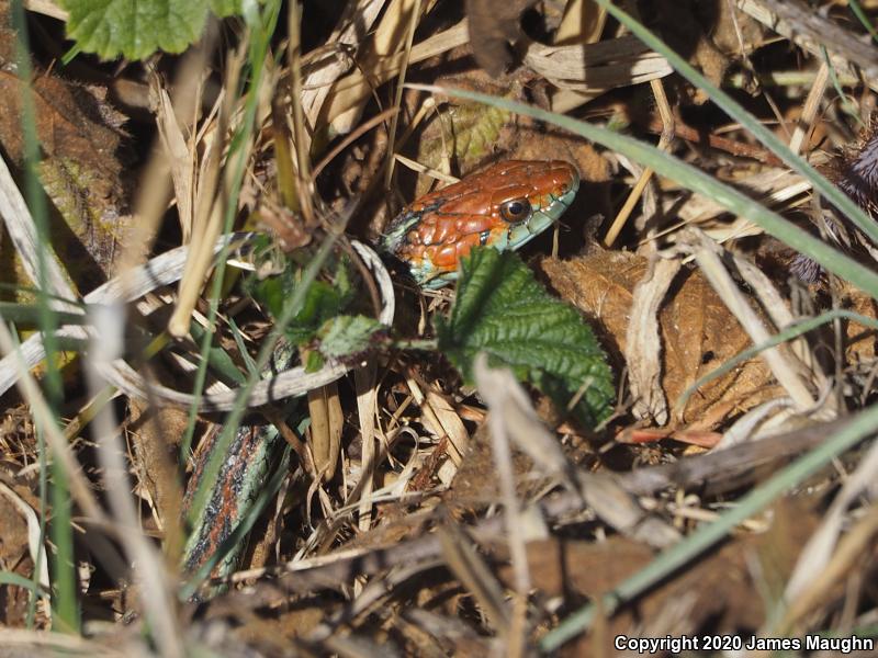 San Francisco Gartersnake (Thamnophis sirtalis tetrataenia)