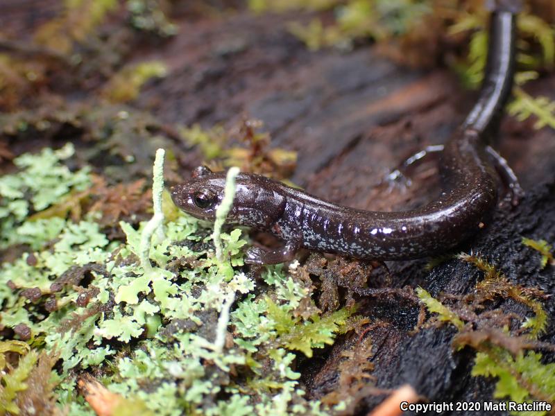 Southern Ravine Salamander (Plethodon richmondi)