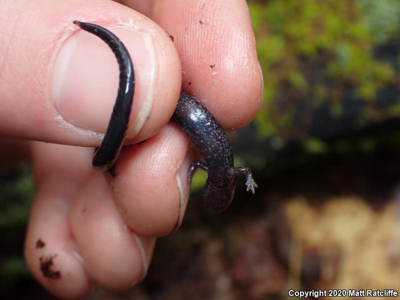 Southern Ravine Salamander (Plethodon richmondi)