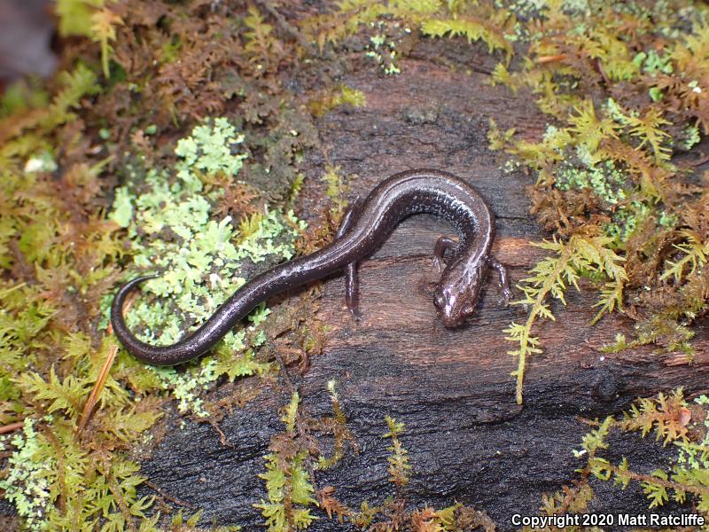 Southern Ravine Salamander (Plethodon richmondi)