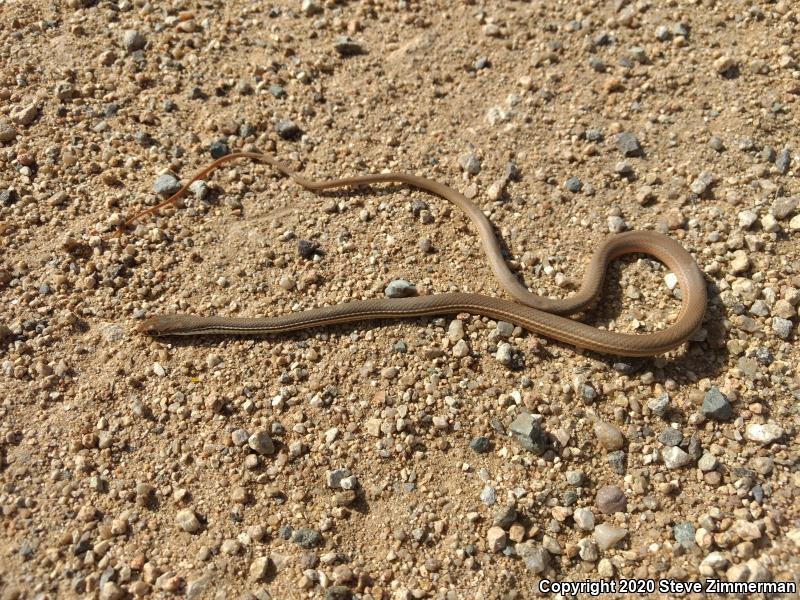 Sonoran Whipsnake (Coluber bilineatus)