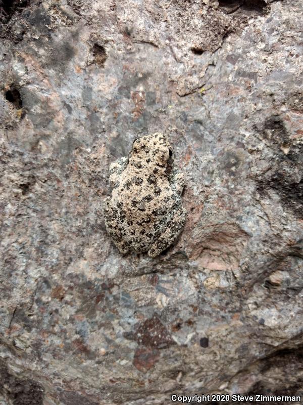 Canyon Treefrog (Hyla arenicolor)