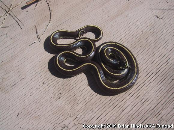 California Kingsnake (Lampropeltis getula californiae)