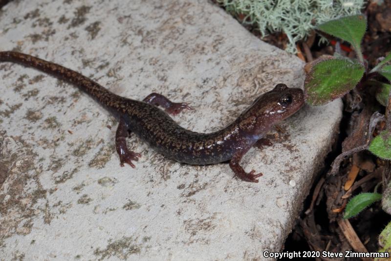 Sacramento Mountains Salamander (Aneides hardii)