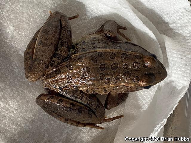 Plains Leopard Frog (Lithobates blairi)