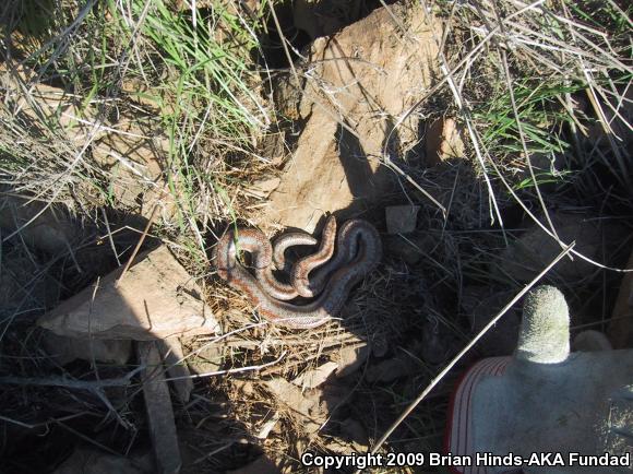 Coastal Rosy Boa (Lichanura trivirgata roseofusca)