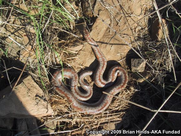 Coastal Rosy Boa (Lichanura trivirgata roseofusca)