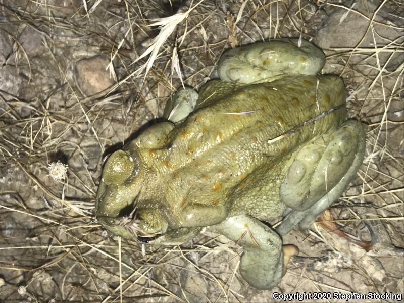 Sonoran Desert Toad (Ollotis alvaria)