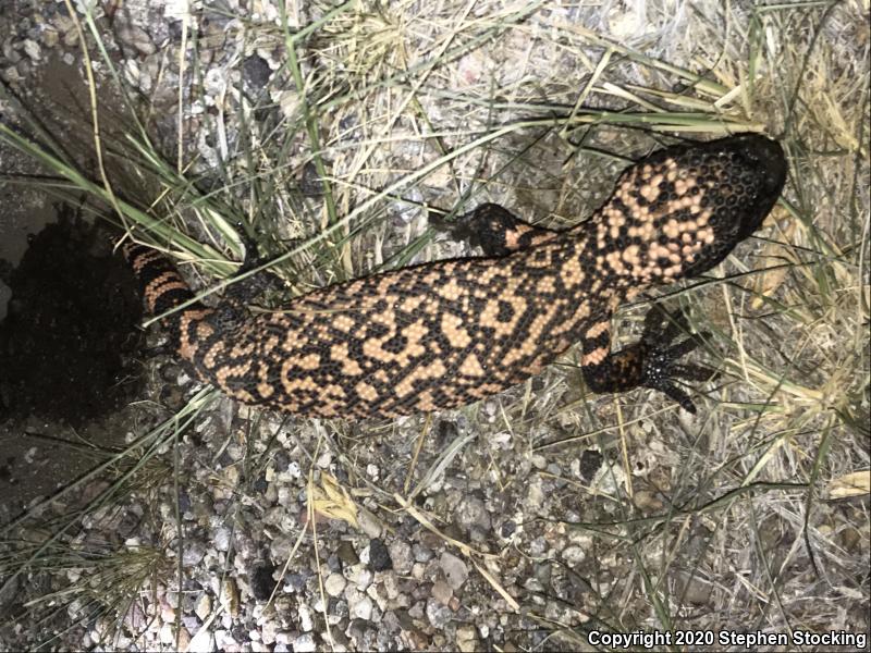 Reticulate Gila Monster (Heloderma suspectum suspectum)