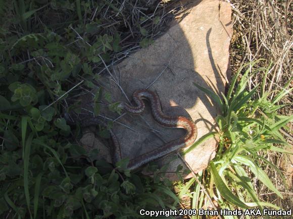 Coastal Rosy Boa (Lichanura trivirgata roseofusca)