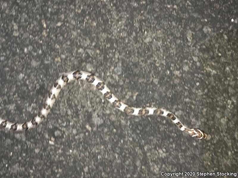 Sonoran Lyresnake (Trimorphodon biscutatus lambda)