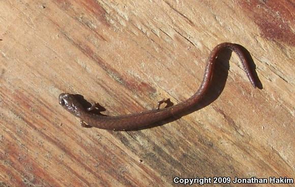 Garden Slender Salamander (Batrachoseps major major)