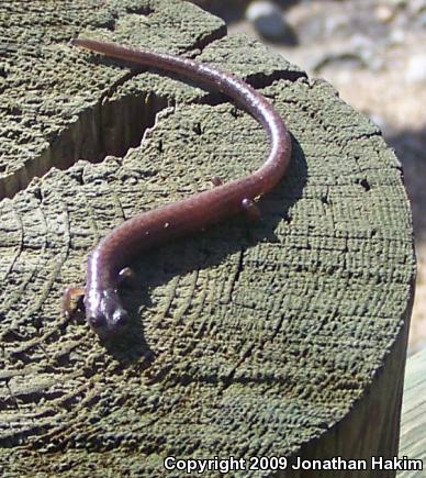 Garden Slender Salamander (Batrachoseps major major)