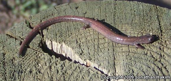 Garden Slender Salamander (Batrachoseps major major)