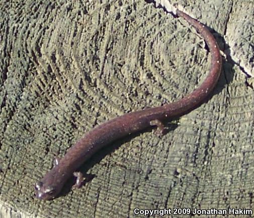 Garden Slender Salamander (Batrachoseps major major)