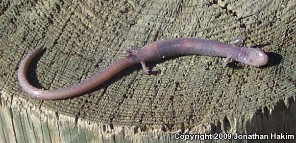 Garden Slender Salamander (Batrachoseps major major)