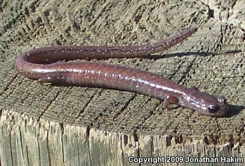 Garden Slender Salamander (Batrachoseps major major)