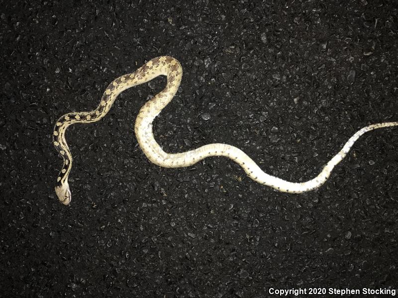 Great Basin Gopher Snake (Pituophis catenifer deserticola)