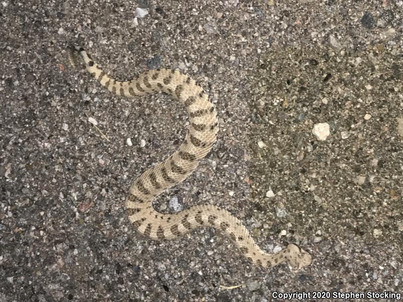 Mojave Desert Sidewinder (Crotalus cerastes cerastes)